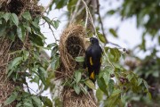 Detail of Yellow-rumped Cacique (Cacicus cela) in the Rio Negro Sustainable Development Reserve - Anavilhanas National Park - Novo Airao city - Amazonas state (AM) - Brazil