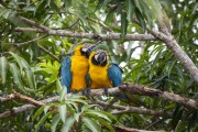 Blue-and-yellow Macaws (Ara ararauna) in the Rio Negro Sustainable Development Reserve - Anavilhanas National Park - Novo Airao city - Amazonas state (AM) - Brazil