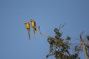 Blue-and-yellow Macaws (Ara ararauna) in the Rio Negro Sustainable Development Reserve - Anavilhanas National Park - Novo Airao city - Amazonas state (AM) - Brazil