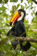 Toco Toucan (Ramphastos toco) on tree branch - Refugio Caiman - Miranda city - Mato Grosso do Sul state (MS) - Brazil