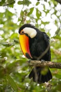 Toco Toucan (Ramphastos toco) on tree branch - Refugio Caiman - Miranda city - Mato Grosso do Sul state (MS) - Brazil