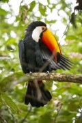 Toco Toucan (Ramphastos toco) on tree branch - Refugio Caiman - Miranda city - Mato Grosso do Sul state (MS) - Brazil