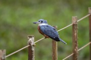 Ringed Kingfisher (Megaceryle torquata) - Refugio Caiman - Miranda city - Mato Grosso do Sul state (MS) - Brazil