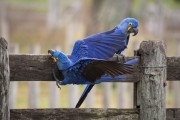 Hyacinth Macaws (Anodorhynchus hyacinthinus) - Refugio Caiman - Miranda city - Mato Grosso do Sul state (MS) - Brazil