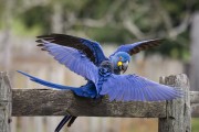 Hyacinth Macaws (Anodorhynchus hyacinthinus) - Refugio Caiman - Miranda city - Mato Grosso do Sul state (MS) - Brazil