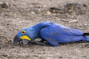 Hyacinth Macaw (Anodorhynchus hyacinthinus) - Refugio Caiman - Miranda city - Mato Grosso do Sul state (MS) - Brazil