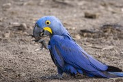 Hyacinth Macaw (Anodorhynchus hyacinthinus) - Refugio Caiman - Miranda city - Mato Grosso do Sul state (MS) - Brazil