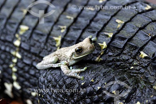 TYBA ONLINE :: Subject: Detail of symbiosis between black caiman ...