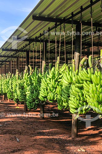 TYBA ONLINE :: Subject: Detail of harvest of cavendish banana / Place ...