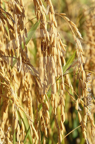  Detalhe de plantação de arroz seco - Panícula Uruguaiana - RS - Brasil  - Uruguaiana - Rio Grande do Sul - Brasil