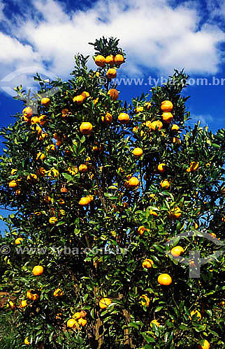  Pé de tangerina Pocan carregado - MG - Brasil  - Minas Gerais - Brasil