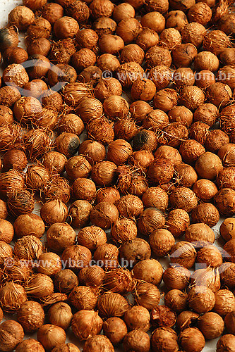  Sementes de açaí 