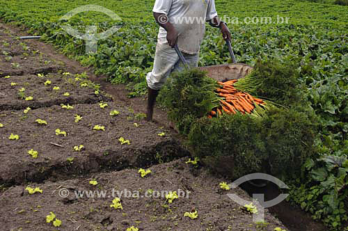  Homem colhendo cenoura em Horta Orgânica - São José do Vale do Rio Preto - Rio de Janeiro - Brasil
Data: 24/11/2006
 