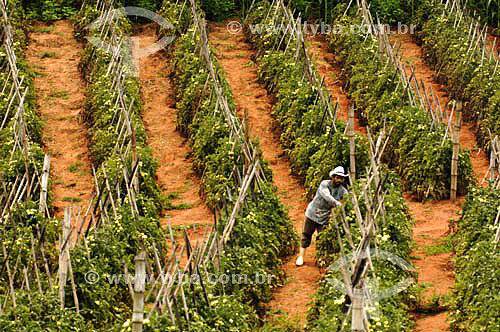  Homem trabalhando em Plantação de Tomates Orgânicos - Fazendas próximas à São Fidélis - Rio de Janeiro - Brasil
Data: 01/12/2006 