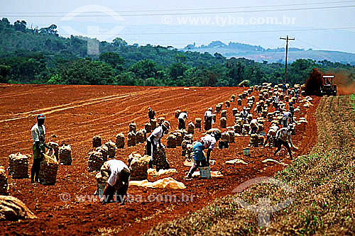  Assunto: Colheita manual em plantação de batata / Local: Três Corações - Minas Gerais (MG) - Brasil / Data: 1996 