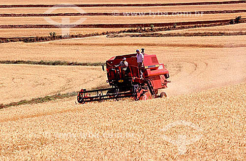  Colheita mecanizada em plantação de trigo - Arapongas - PR - Brasil / Data: 1995 