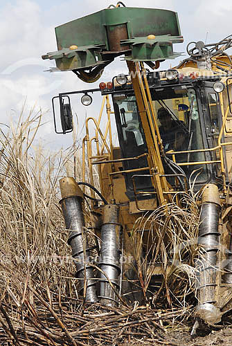  Colheita mecanizada de Cana de Açúcar - Agricultura - Campos dos Goytacazes - RJ - Julho de 2007  - Campos dos Goytacazes - Rio de Janeiro - Brasil