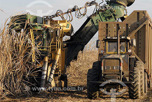  Colheita mecanizada de Cana de Açúcar - Agricultura - Campos dos Goytacazes - RJ - Julho de 2007  - Campos dos Goytacazes - Rio de Janeiro - Brasil