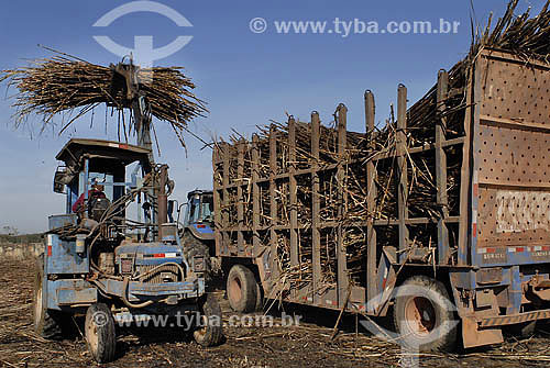  Colheita mecanizada de Cana de Açúcar - Agricultura - Campos dos Goytacazes - RJ - Julho de 2007  - Campos dos Goytacazes - Rio de Janeiro - Brasil