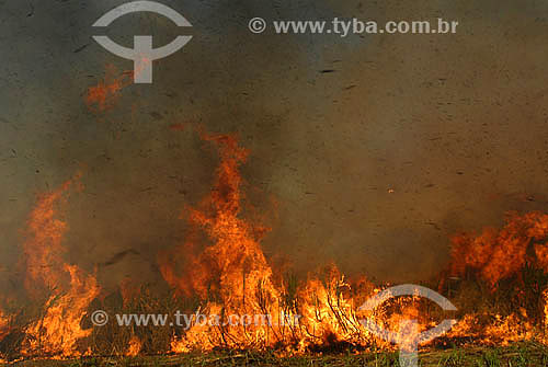  Queimada em plantação de Cana de Açúcar - Agricultura - Campos dos Goytacazes - RJ - Julho de 2007  - Campos dos Goytacazes - Rio de Janeiro - Brasil