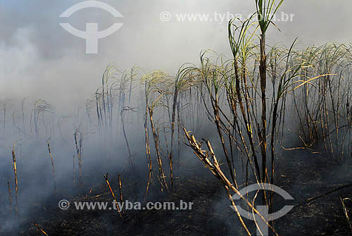  Queimada em plantação de Cana de Açúcar - Agricultura - Campos dos Goytacazes - RJ - Julho de 2007  - Campos dos Goytacazes - Rio de Janeiro - Brasil