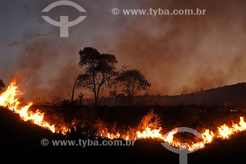  Queimada em plantação de Cana de Açúcar - Agricultura - Campos dos Goytacazes - RJ - Julho de 2007  - Campos dos Goytacazes - Rio de Janeiro - Brasil