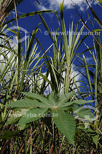  Mamona - planta usada para confecção do combústivel Biodiesel  