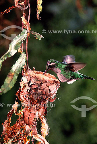  Beija-flor alimentando filhote no ninho - Mata Atlântica - Brasil 