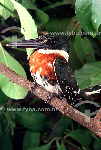  (Chloroceryle americana) - Martim-Pescador-Pequeno - PARNA Pantanal Matogrossense - MT - Brasil

  A área é Patrimônio Mundial pela UNESCO desde 2000.  - Mato Grosso - Brasil