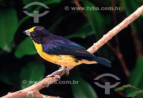  (Euphonia violacea) Gaturano - Brasil


 