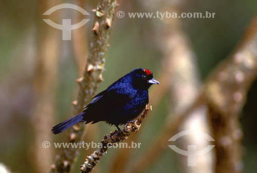  (Tachyphonus coronatus) Tiê-preto - Mata Atlântica do Sudeste do Brasil 