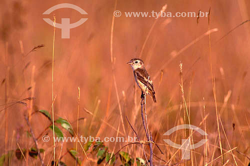  (Alectrurus tricolor) Galito - Parque Nacional das Emas - Goiás - Brasil  O Parque é Patrimônio Mundial pela UNESCO desde 16-12-2001.  - Goiás - Brasil