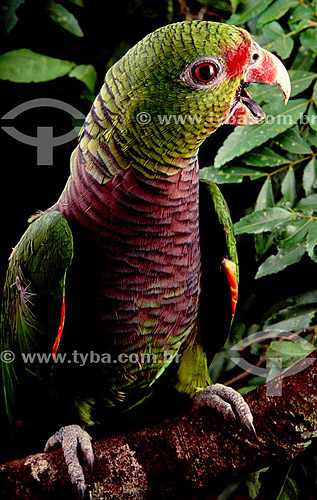  (Amazona vinacea) Papagaio-de-peito-roxo - Distribuição no Sudeste do Brasil e no sul do Rio Grande do Sul  - Rio Grande - Rio Grande do Sul - Brasil