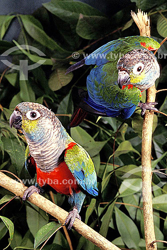  (Pyrrhura perlata rhodogaster or Pyrrhura perlata perlata) (Sclater) Tiriba-de-barriga-vermelha - dupla ou casal de pássaros - Amazônia - Brasil 