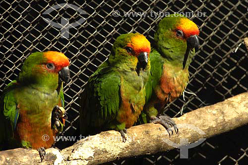  Jandaias no Zoológico de Ribeirão Preto - SP - Brasil
  - Ribeirão Preto - São Paulo - Brasil