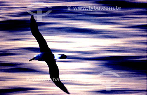  (Fam. Diomedea ) - vôo de  pássaro - Albatroz - ave oceânica - litoral  do RS - Brasil

  - Rio Grande do Sul - Brasil