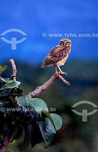  (Athenes cunicularia grallaria) - Coruja-do-Campo ou Coruja-Buraqueira - PARNA Chapada dos Veadeiros - GO - Brasil / Data: 12/1998 