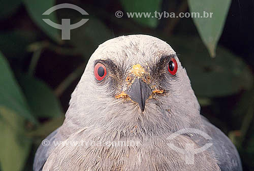  Gavião Sauveiro ou Sovi (Ictinia plumbea) - Brasil 