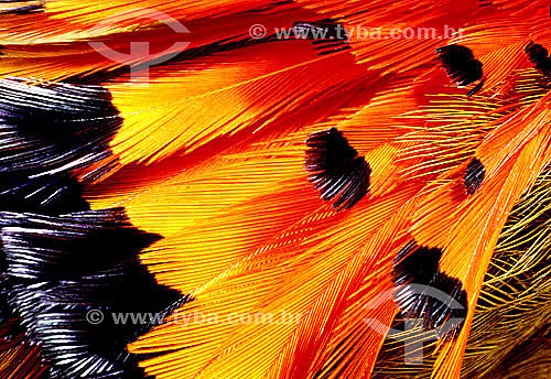  (Onychorynchus coronatus) Maria-lecre ou Maria-leque - detalhe de plumagem de pássaro - Mata Atlântica - Serra do Mar - Paraná - Brasil / Data: 1996 