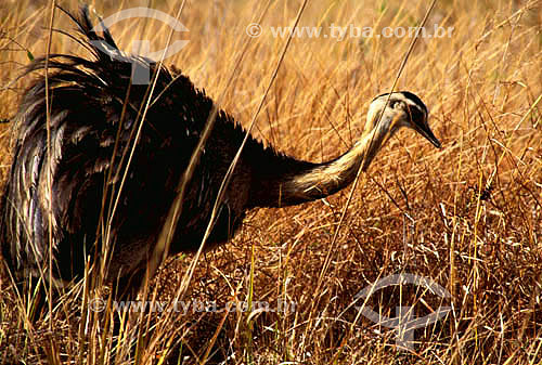  (Rhea americana) Ema - Parque Nacional das Emas - Goiás - Brasil  O Parque é Patrimônio Mundial pela UNESCO desde 16-12-2001 / Data: 2007 