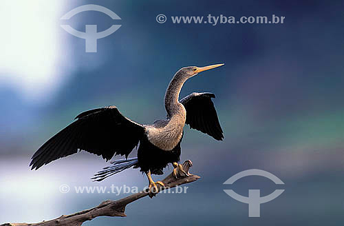  (Anhinga anhinga) Biguatinga secando as asas - Reserva de Desenvolvimento Sustentável Mamirauá - AM - Brasil  - Tefé - Amazonas - Brasil