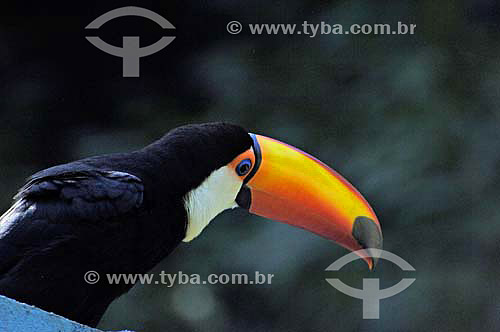  Tucano no Zoológico de Ribeirão Preto - SP - Brasil
  - Ribeirão Preto - São Paulo - Brasil