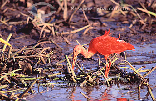  (Eudocimus ruber) Guará - Brasil 