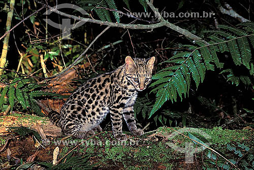  Assunto: Gato-do-mato (Leopardus tigrinus) - também conhecido como Gato-do-mato-pequeno - na Mata Atlântica / Local: Porto Seguro - Bahia (BA) - Brasil / Data: 1998 