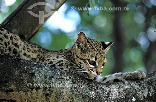  Assunto: Gato-do-mato (Leopardus tigrinus) - também conhecido como Gato-do-mato-pequeno - na Mata Atlântica / Local: Rio de Janeiro (RJ) - Brasil / Data: 1995 