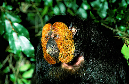  (Pithecia p. chrysocephala) Parauacu-de-cara-dourada, macho - Floresta Amazônica - AM - Brasil  - Amazonas - Brasil