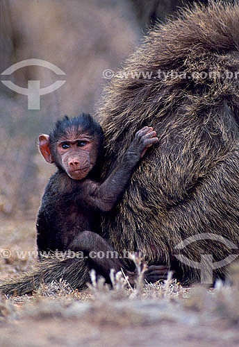  Filhote de Babuíno Verde (Papio anubis) - África 