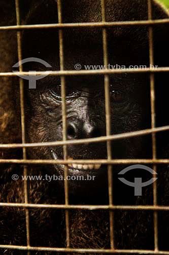  Macaco em jáula  - Rondônia - Brasil