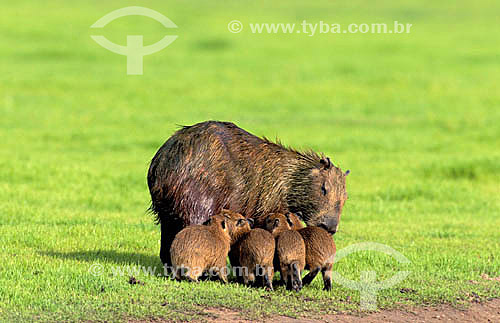  (Hidrochaeris hidrochaeris) Capivara 