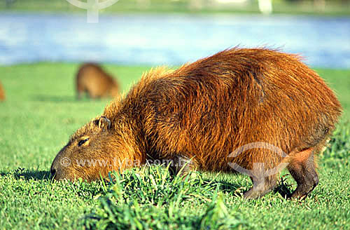  (Hydrochaeris hydrochaeris) - Capivara - Parque Barigüi - Curitiba - PR - Brasil - 2002  - Curitiba - Paraná - Brasil